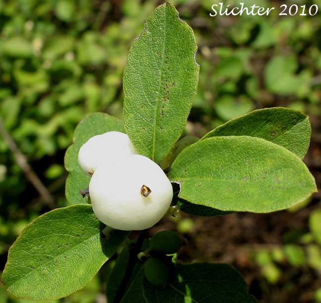 White berry of Common Snowberry: Symphoricarpos albus var. laevigatus (Synonyms: Symphoricarpos albus ssp. laevigatus, Symphoricarpos rivularis)