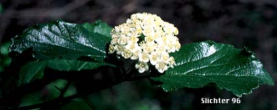 Common Viburnum, Oregon Viburnum, Oval-leaf Viburnum, Oval-leaved Viburnum, Western Blackhaw, Western Wayfaring Tree: Viburnum ellipticum ((Synonym: Viburnum ellipticum var. macrocarpum)