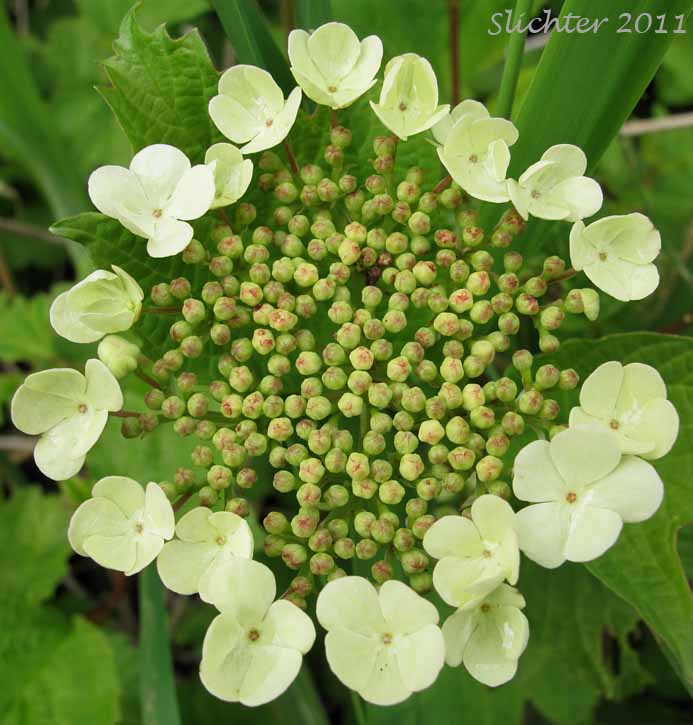 Close-up dorsal view of the inflorescence of Cranberry-tree, European Cranberrybush, European Cranberry Bush, European Cranberry Tree, Guelder Rose, Snowball: Viburnum opulus var. opulus (Synonyms: Viburnum opulus var. roseum, Viburnum roseum)