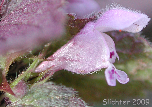 Flower of red dead-nettle, red dead-netle, purple deadnettle: Lamium purpureum var. incisum