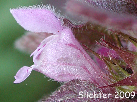 The flower of red dead-nettle, red dead-netle, purple deadnettle: Lamium purpureum var. incisum