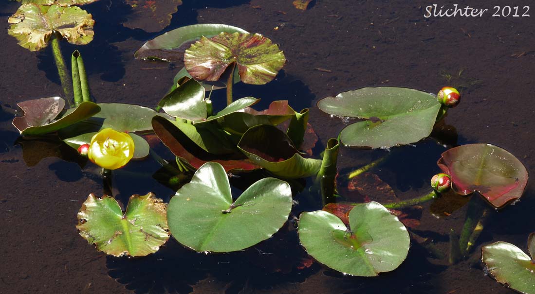 Rocky Mountain Pond-lily, Spatterdock, Wakas, Yellow Pond Lily, Yellow Water-lily: Nuphar polysepala (Synonyms: Nuphar lutea, Nuphar lutea ssp. polysepala, Nuphar polysepalum, Nymphaea polysepala, Nymphozanthus polysepalus)