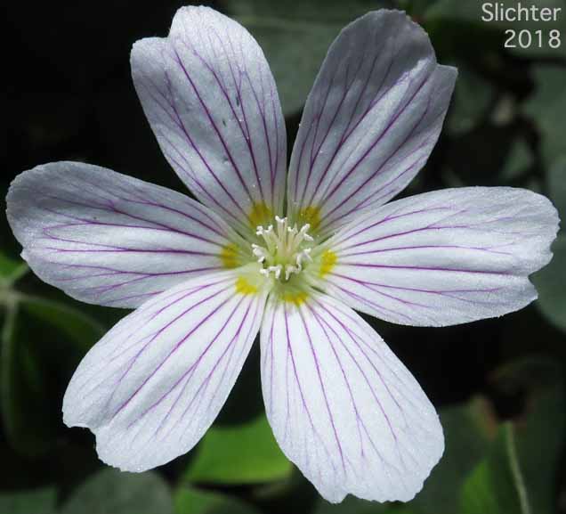 Flower of Oregon Wood Sorrel, Redwood Sorrel, Redwood-sorrel, Sour Grass: Oxalis oregana (Synonyms: Oxalis oregana var. oregana, Oxalis oregana var. smallii)