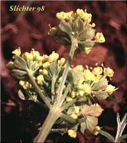 Bracts beneath the involucels of Bladder Desert-parsley, Common Biscuit-root, Common Lomatium, Fine-leaved Desert Parsley, Pomocelery Lomatium, Pomo-celery Lomatium, Spring Gold: Lomatium utriculatum (Synonyms: Lomatium utriculatum var. anthemifolium, Lomatium utriculatum var. glabrum, Lomatium utriculatum var. utriculatum, Lomatium vaseyi)