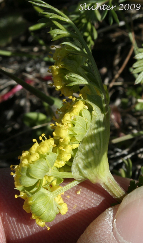 Bladder Desert-parsley, Common Biscuit-root, Common Lomatium, Fine-leaved Desert Parsley, Pomocelery Lomatium, Pomo-celery Lomatium, Spring Gold: Lomatium utriculatum (Synonyms: Lomatium utriculatum var. anthemifolium, Lomatium utriculatum var. glabrum, Lomatium utriculatum var. utriculatum, Lomatium vaseyi) 