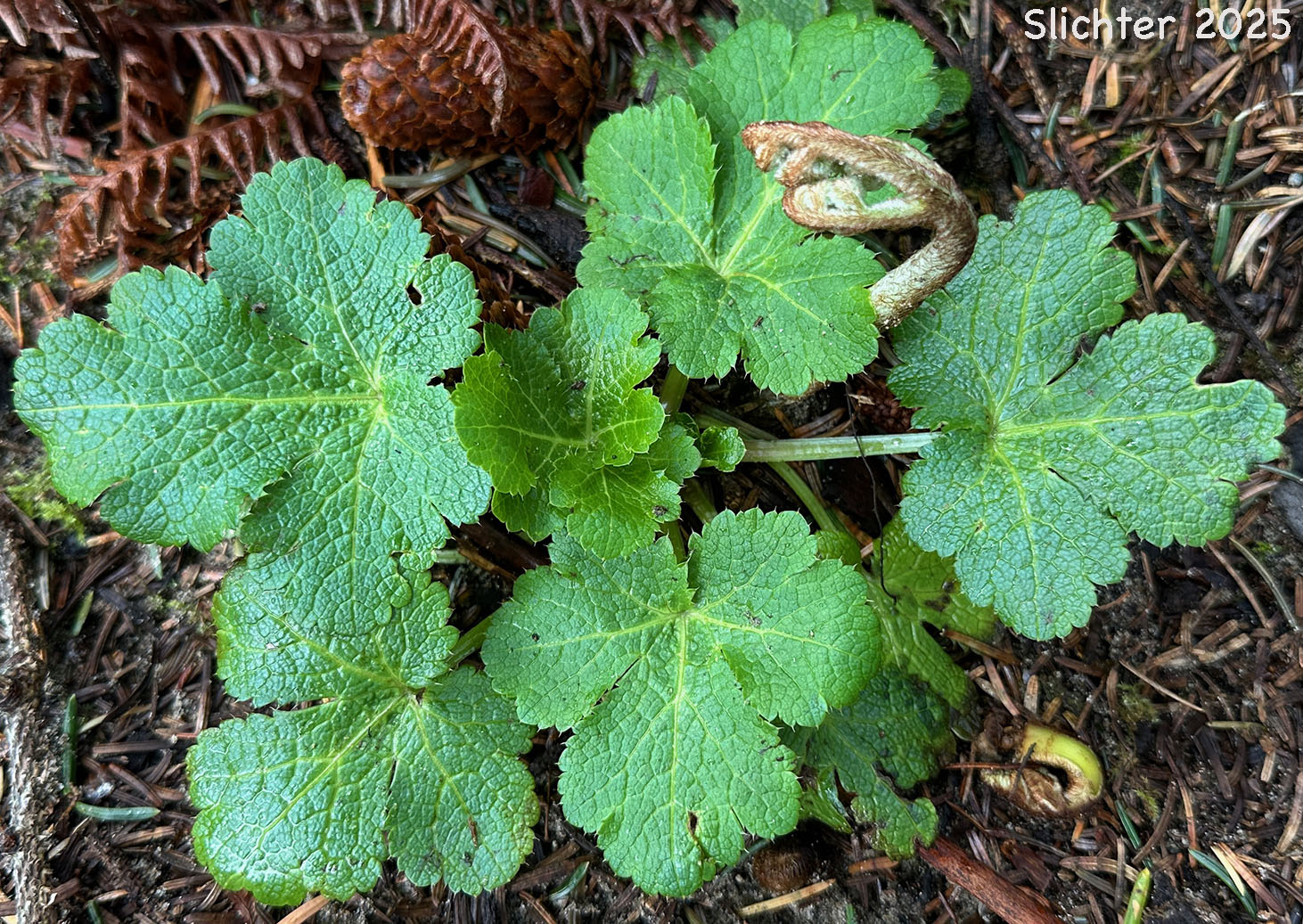 Basal leaves of Pacific Snakeroot, Pacific Sanicle, Western Snakeroot: Sanicula crassicaulis (Synonyms: Sanicula crassicaulis var. crassicaulis, Sanicula crassicaulis var. tripartita)