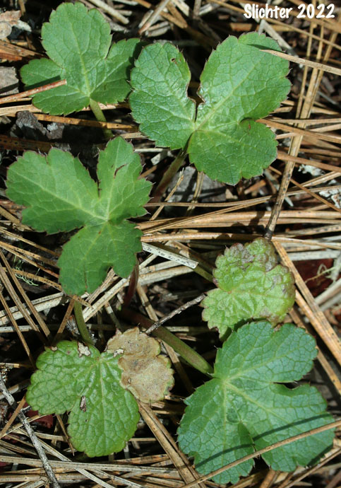 Leaves of Pacific Snakeroot, Pacific Sanicle, Western Snakeroot: Sanicula crassicaulis (Synonyms: Sanicula crassicaulis var. crassicaulis, Sanicula crassicaulis var. tripartita)