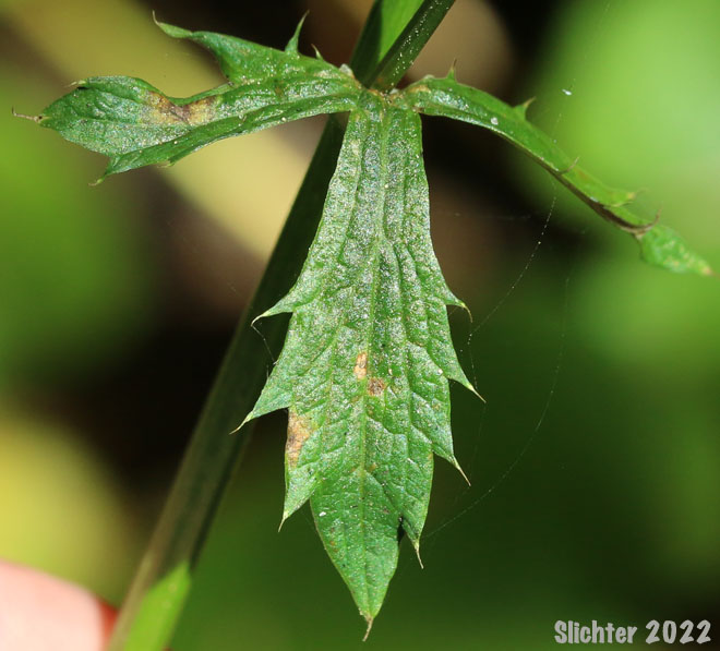 Stem leaf of Pacific Snakeroot, Pacific Sanicle, Western Snakeroot: Sanicula crassicaulis (Synonyms: Sanicula crassicaulis var. crassicaulis, Sanicula crassicaulis var. tripartita)