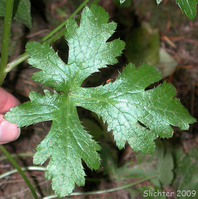 Leaf of Pacific Snakeroot, Pacific Sanicle, Western Snakeroot: Sanicula crassicaulis