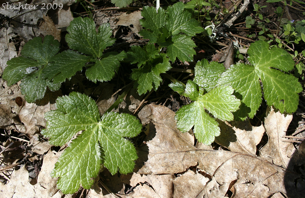 Pacific Snakeroot, Pacific Sanicle