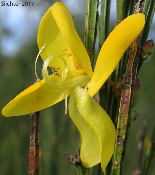 Flower of Scotch Broom, Scots Broom: Cytisus scoparius (Synonym: Cytisus scoparius var. andreanus)