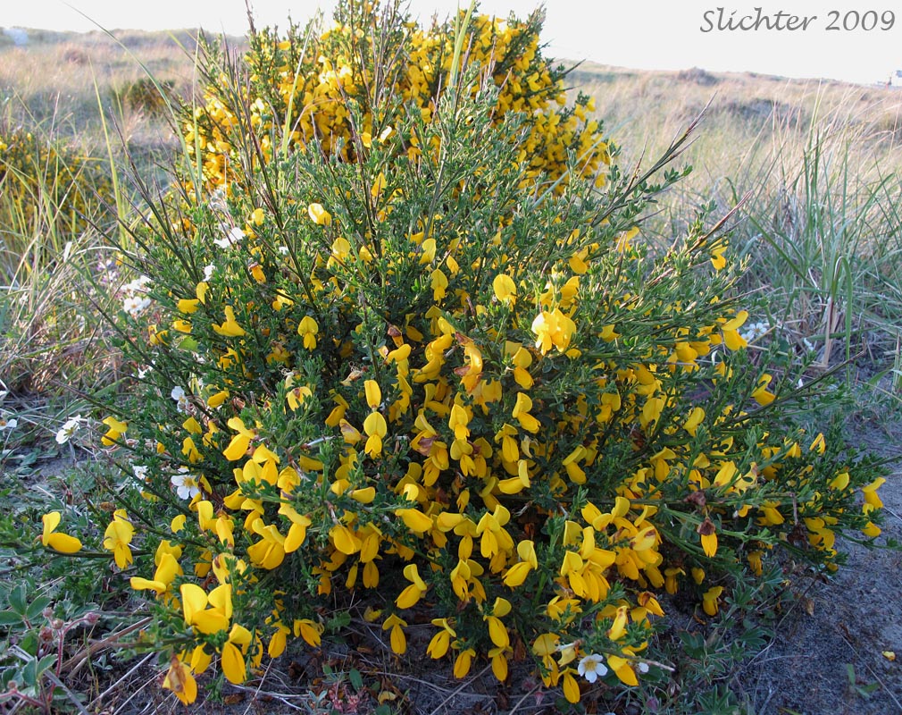 Scotch Broom, Scots Broom: Cytisus scoparius (Synonym: Cytisus scoparius var. andreanus)