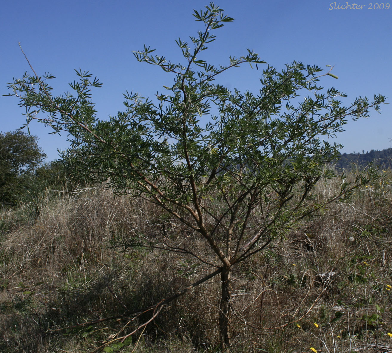 Tree Lupine, Yellow Bush Lupine: Lupinus arboreus