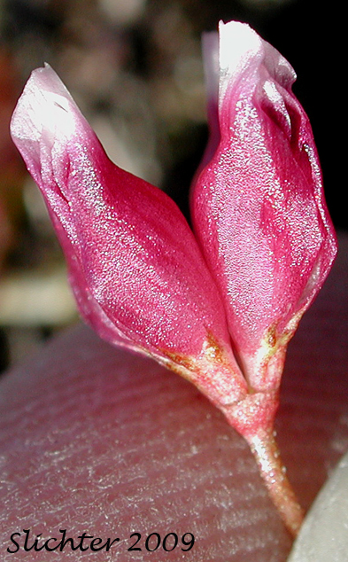 Poverty Clover, Cowbag Clover: Trifolium depauperatum var. depauperatum