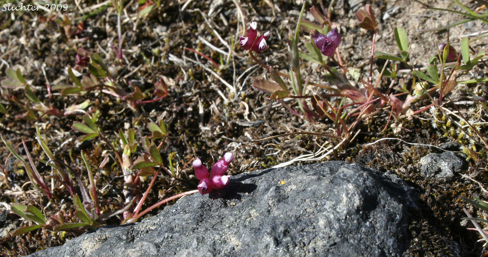 Poverty Clover, Cowbag Clover: Trifolium depauperatum var. depauperatum