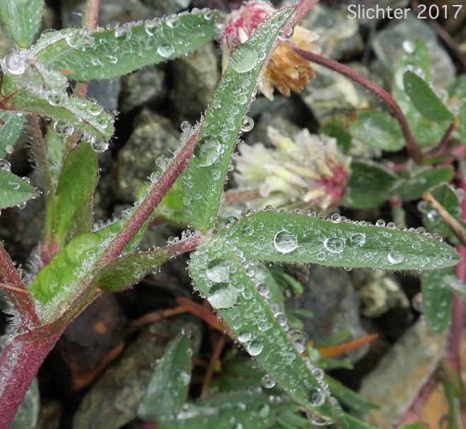 Woolly Head Clover, Woolly-head Clover: Trifolium eriocephalum ssp. eriocephalum (Synonyms: Trifolium eriocephalum var. eriocephalum)