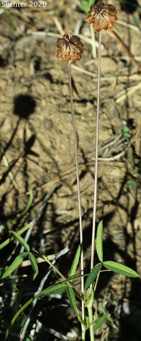 Woolly Head Clover, Woolly-head Clover: Trifolium eriocephalum ssp. eriocephalum (Synonyms: Trifolium eriocephalum var. eriocephalum)