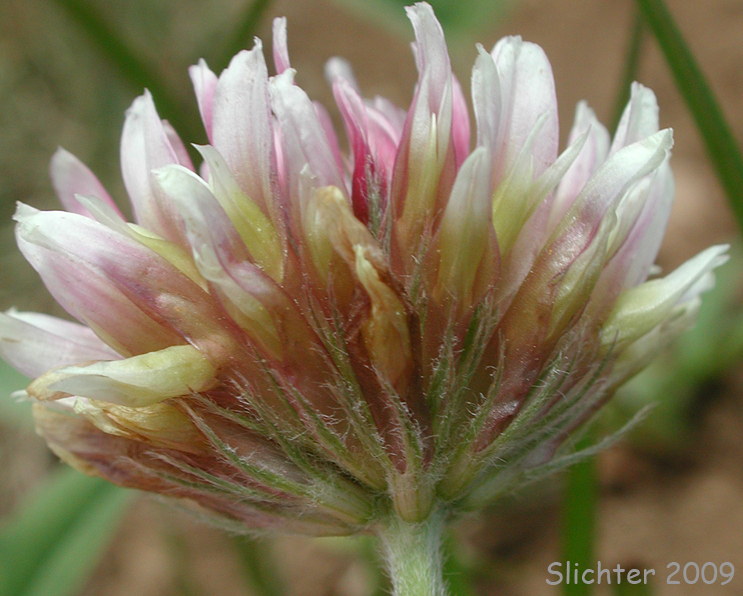 Longstalk Clover: Trifolium longipes var. multiovulatum (Synonym: Trifolium longipes ssp. caurinum)