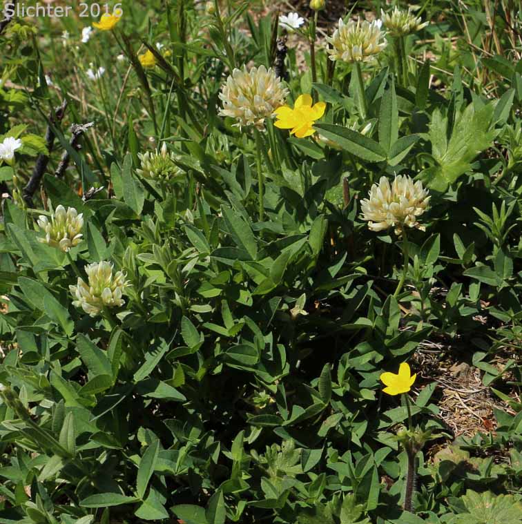 Longstalk Clover: Trifolium longipes var. multiovulatum (Synonyms: Trifolium longipes ssp. caurinum, Trifolium longipes ssp. shastense, Trifolium longipes var. shastense)