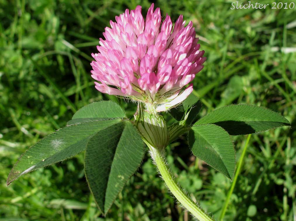 Inflorescence and upper stem leaves of Red Clover: Trifolium pratense (Synonyms: Trifolium pratense var. frigidum, Trifolium pratense var. sativum)