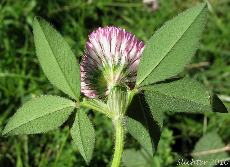 Close-up view of the underside of the inflorescence and upper stem leaves of Red Clover: Trifolium pratense (Synonyms: Trifolium pratense var. frigidum, Trifolium pratense var. sativum)