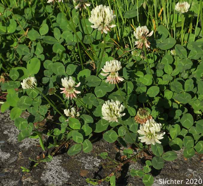 White Clover, Dutch Clover: Trifolium repens (Synonym: Trifolium repens var. repens)