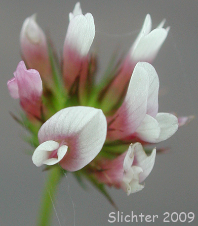 White-tip Clover: Trifolium variegatum