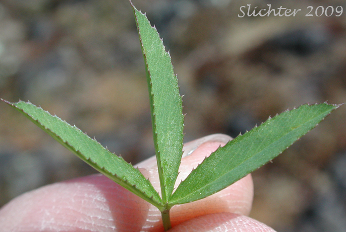 Leaf of Tomcat Clover: Trifolium willdenovii