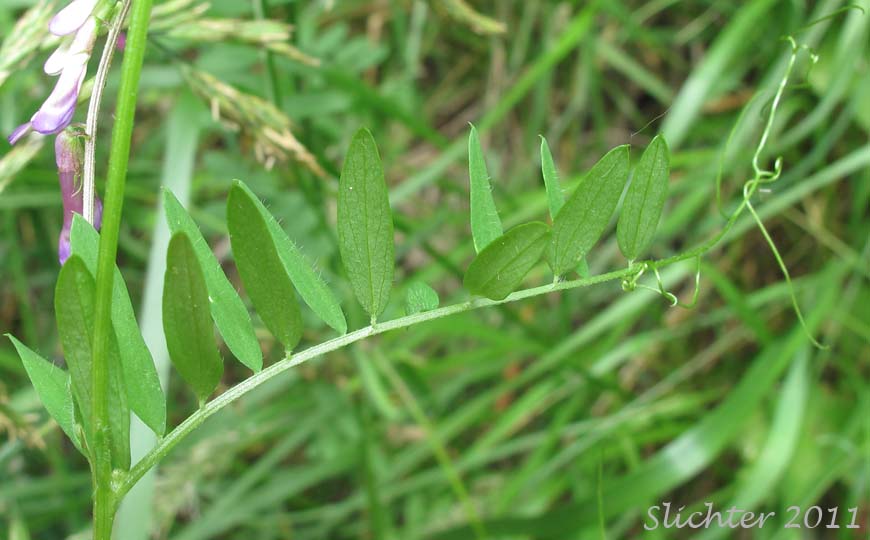 Pinnately-compound leaf of Bird Vetch, Cat Peas, Tufted Vetch, Tinegrass: Vicia cracca (Synonym: Vicia semicinta)