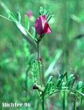 Common Vetch, Garden Vetch, Spring Vetch, Tare: Vicia sativa var. sativa (Synonyms: Vicia sativa ssp. sativa, Vicia sativa var. linearis)