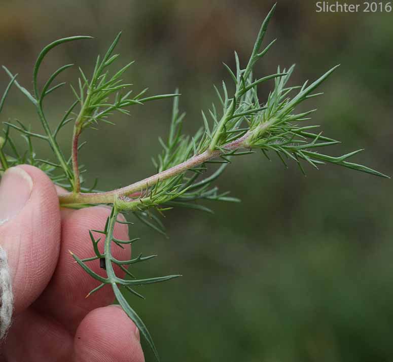Leaves of the Needleleaf Navarretia, Needle-leaf Navarretia, Pincushion Plant: Navarretia intertexta ssp. intertexta (Synonyms: Navarretia intertexta, Navarretia intertexta var. intertexta, Navarretia minima var. intertexta)