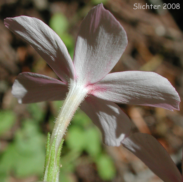 Flower of Phlox adsurgens