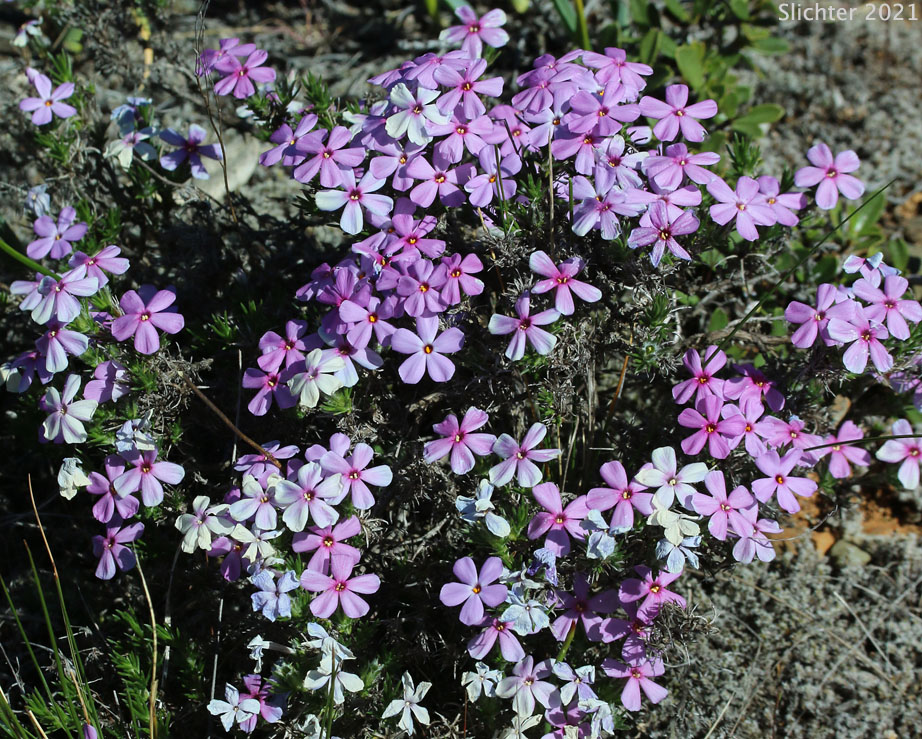Spreading Phlox: Phlox diffusa (Synonyms: Phlox diffusa ssp. diffusa, Phlox diffusa ssp. longistylis, Phlox diffusa var. longistylis)