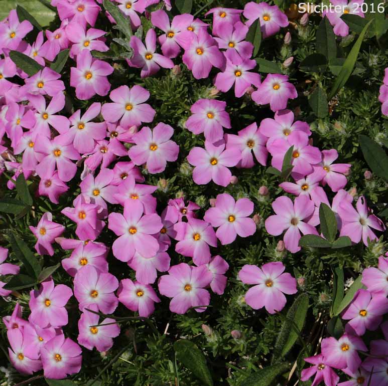 Spreading Phlox: Phlox diffusa (Synonyms: Phlox diffusa ssp. diffusa, Phlox diffusa ssp. longistylis, Phlox diffusa var. longistylis)