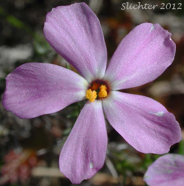 Close-up of a flower of Spreading Phlox: Phlox diffusa (Synonyms: Phlox diffusa ssp. diffusa, Phlox diffusa ssp. longistylis, Phlox diffusa var. longistylis)