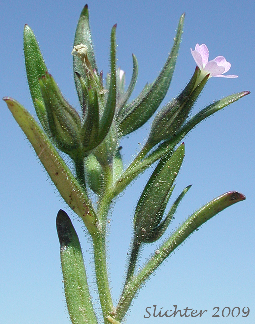 Flower of Midget Phlox, Slender Phlox: Phlox gracilis (Synonyms: Gilia gracilis, Microsteris gracilis var. gracilis, Microsteris gracilis var. humilior)