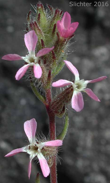 Inflorescence of Common Catchfly, French Silene, Small-flowered Catchfly, Windmill Pink, Windmill-pink: Silene gallica