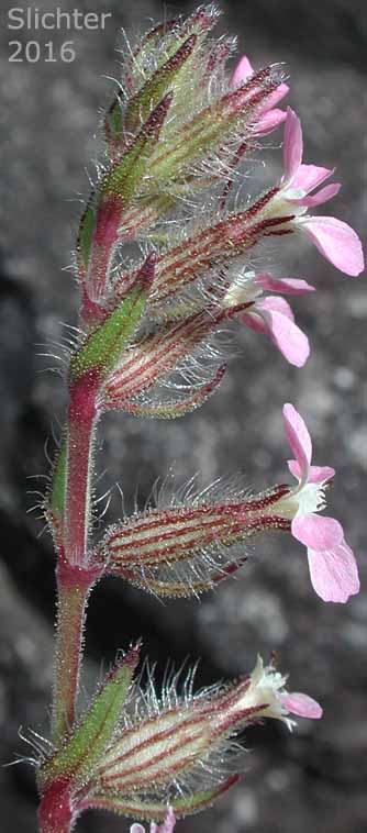 Inflorescence of Common Catchfly, French Silene, Small-flowered Catchfly, Windmill Pink, Windmill-pink: Silene gallica
