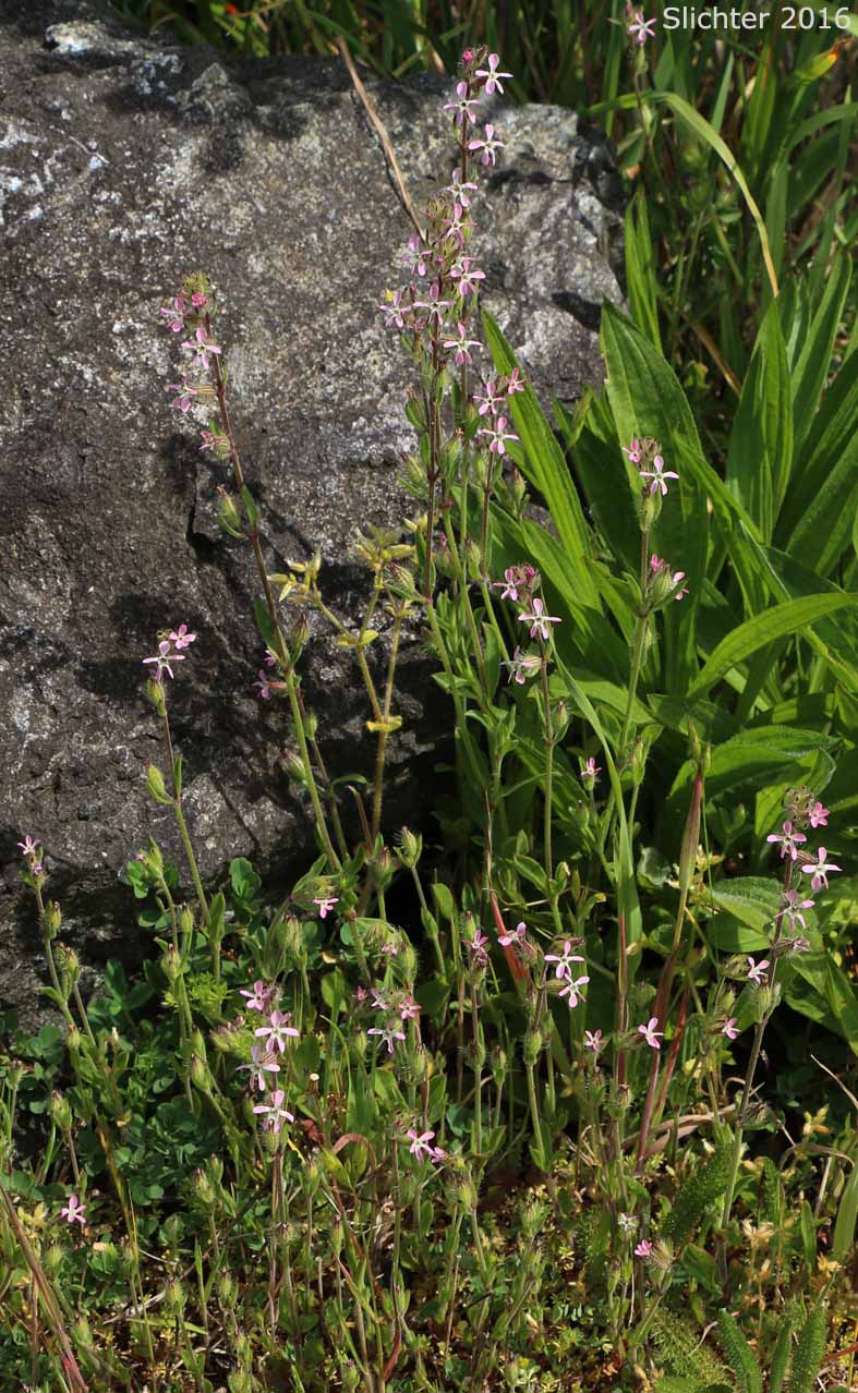 Common Catchfly, French Silene, Small-flowered Catchfly, Windmill Pink, Windmill-pink: Silene gallica