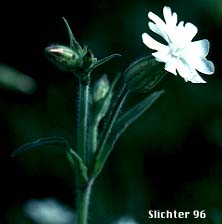 Bladder Campion, Evening Campion, White Campion: Silene latifolia (Synonyms: Lychnis alba, Silene alba, Silene latifolia ssp. alba, Silene pratensis)