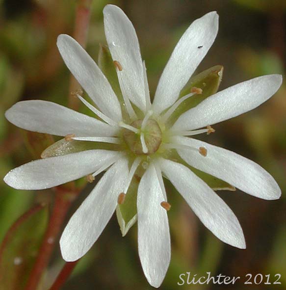 Close-up of a flower of Low Chickweed, Saltmarsh Starwort, Salt-marsh Starwort, Spreading Starwort: Stellaria humifusa (Synonyms: Alsine humifusa, Stellaria humifusa var. marginata, Stellaria humifusa var. oblongifolia, Stellaria humifusa var. suberecta)