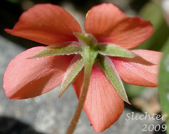 Sepals and underside of the petals of Scarlet Pimpernel: Anagallis arvensis