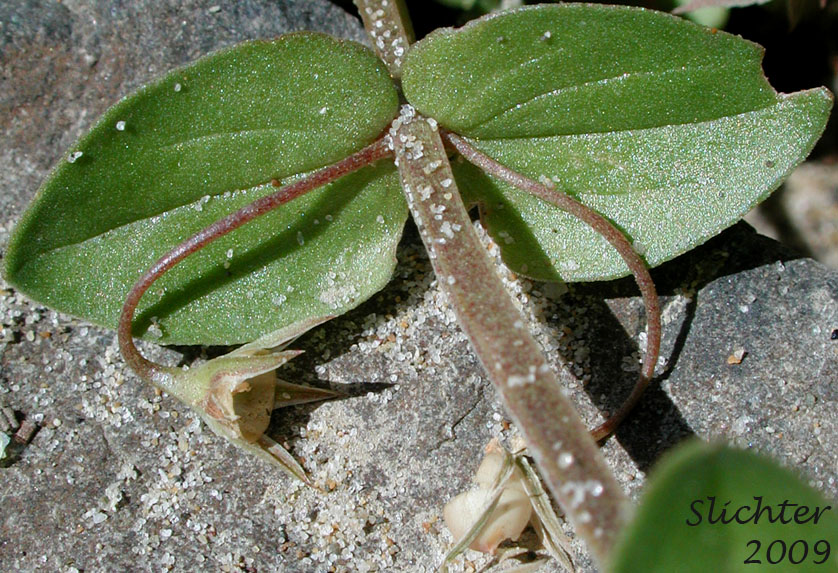 Paired, opposite stem leaves of Scarlet Pimpernel: Anagallis arvensis