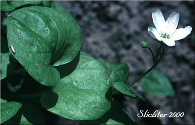 Heart-leaf Springbeauty, Broad-leaf Springbeauty, Broad-leaved Springbeauty, Broad-leaf Montia: Claytonia cordifolia (Synonyms: Claytonia sibirica var. cordifolia, Montia cordifolia)