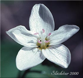 Flower of Heart-leaf Springbeauty, Broad-leaf Springbeauty, Broad-leaved Springbeauty, Broad-leaf Montia: Claytonia cordifolia (Synonyms: Claytonia sibirica var. cordifolia, Montia cordifolia)