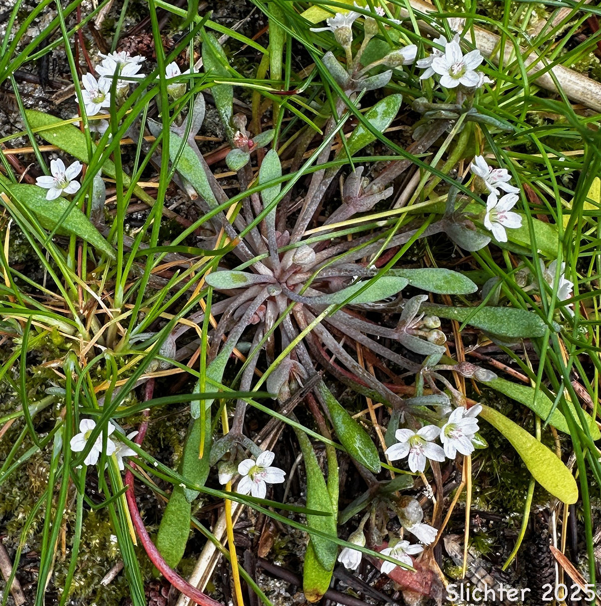 Pale Springbeauty, Pale Claytonia: Claytonia exigua ssp. exigua (Synonyms: Claytonia spathulata, Claytonia spathulata var. exigua, Claytonia spatulata var. spathulata, Montia spathulata, Montia spathulata var. exigua, Montia spathulata var. spathulata)