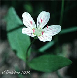 Flower of Western Springbeauty, Western Spring Beauty, Lanceleaf Springbeauty: Claytonia lanceolata (Synonyms: Claytonia lanceolata var. lanceolata, Claytonia lanceolata var. sessilifolia)