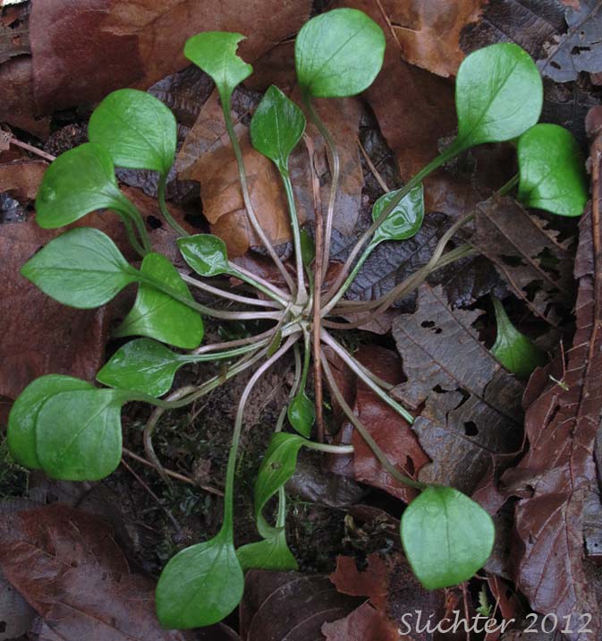 Basal rosette of leaves of Candy Flower, Siberian Springbeauty: Claytonia sibirica (Synonyms: Claytonia heterophylla, Claytonia sibirica var. bulbifera, Claytonia sibirica ssp. sibirica, Montia heterophylla, Montia sibirica, Montia sibirica var. bulbifera, Montia sibirica var. heterophylla, Montia sibirica var. sibirica)