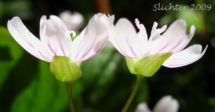 Candy Flower, Siberian Springbeauty: Claytonia sibirica (Synonym: Montia sibirica)