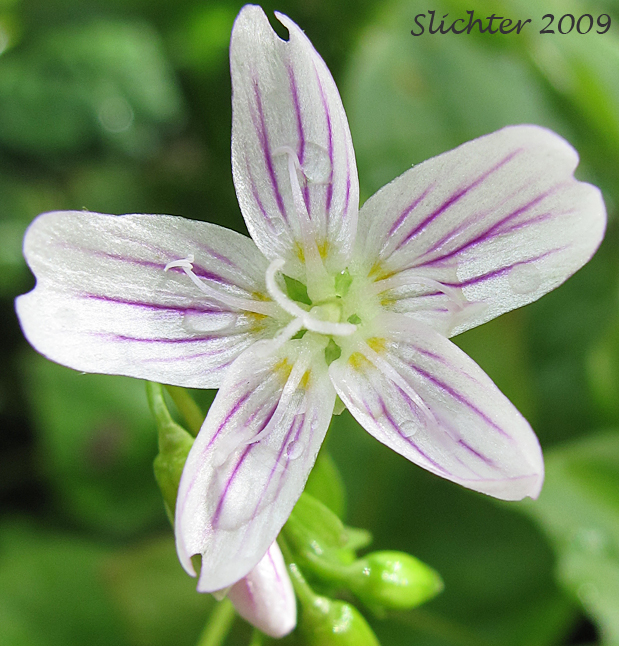 Candy Flower, Siberian Springbeauty: Claytonia sibirica (Synonym: Montia sibirica)